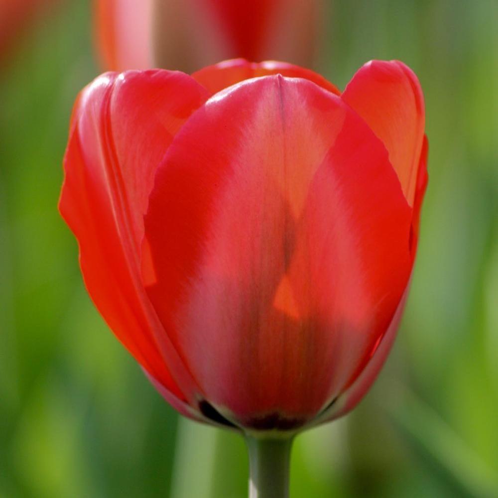 Tulip Red Impression - Longfield Gardens