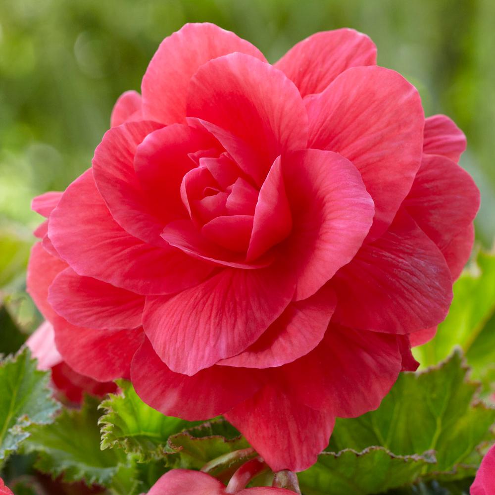 Begonia Roseform Pink - Longfield Gardens
