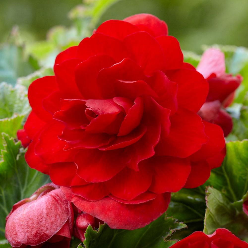 Begonia Roseform Scarlet - Longfield Gardens