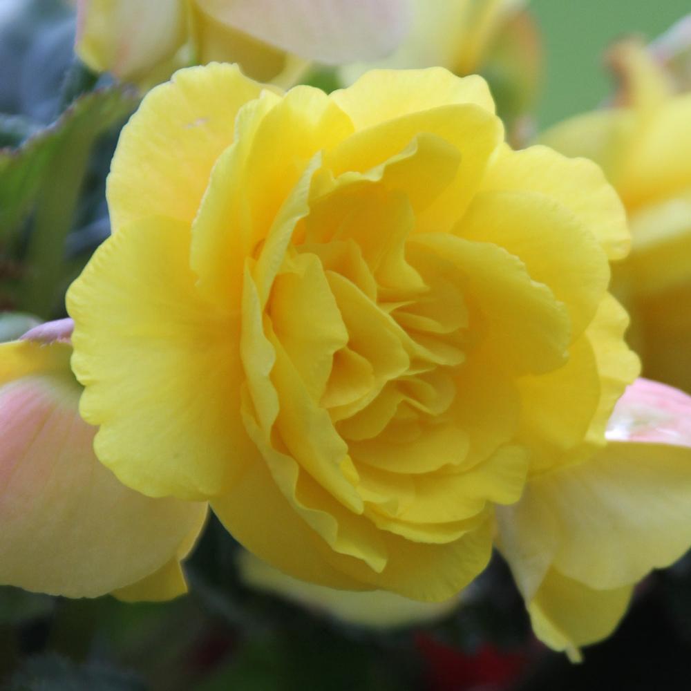 Begonia Roseform Yellow - Longfield Gardens