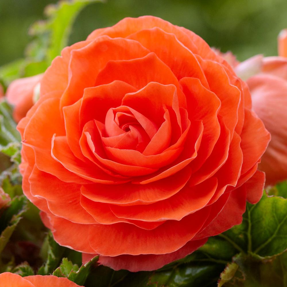 Begonia Roseform Orange - Longfield Gardens