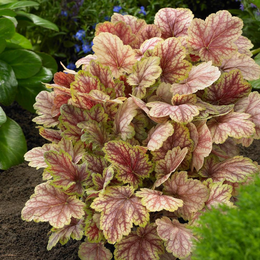 Heuchera Picasso - Longfield Gardens