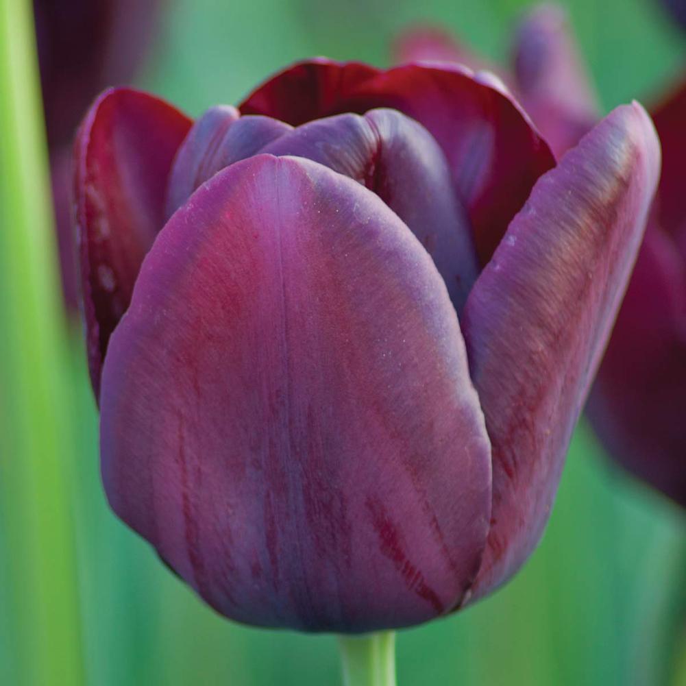 Tulip Queen of Night - Longfield Gardens