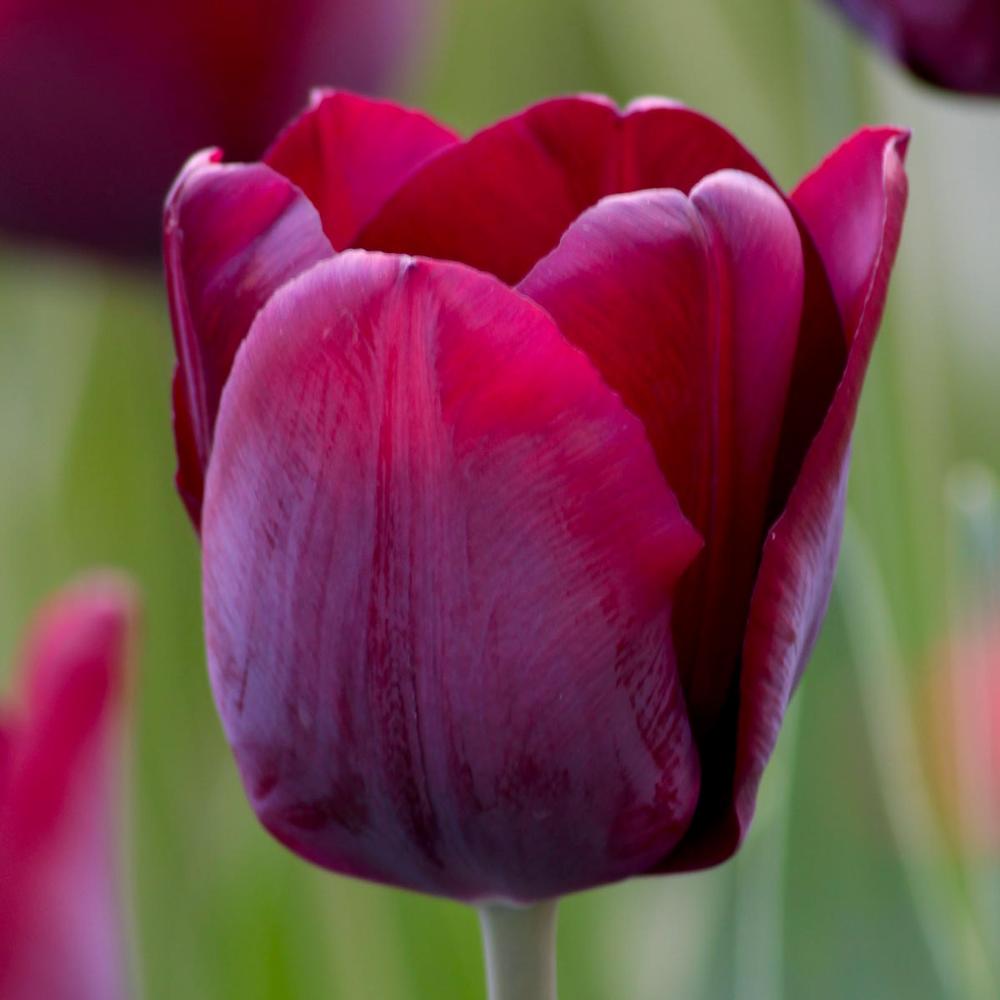 Tulip Ronaldo - Longfield Gardens