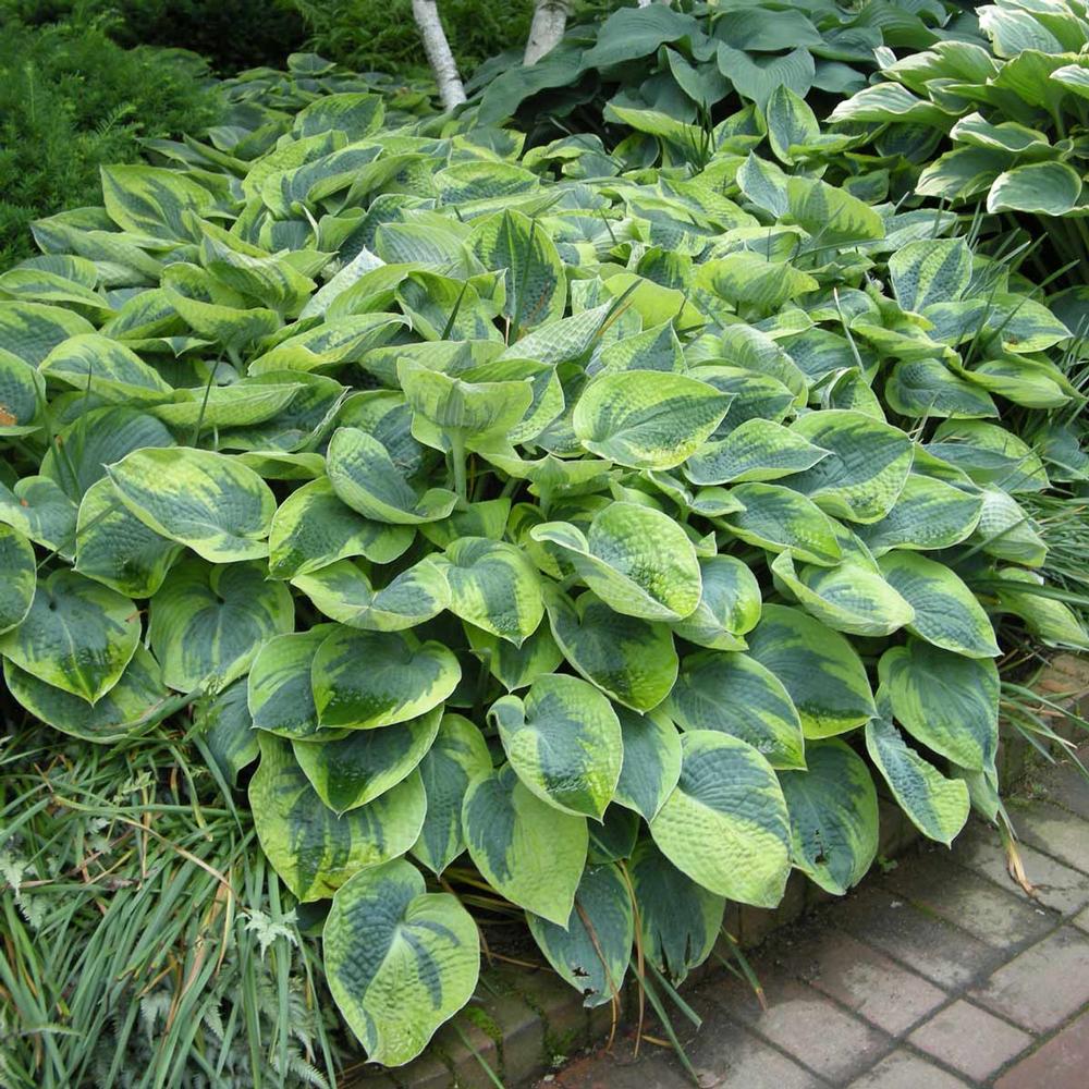 Hosta Tokudama Flavocircinalis - Longfield Gardens