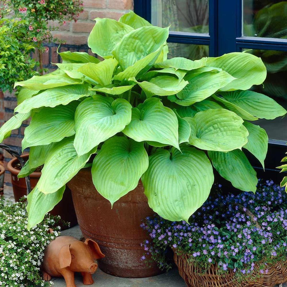 Hosta Sum and Substance - Longfield Gardens