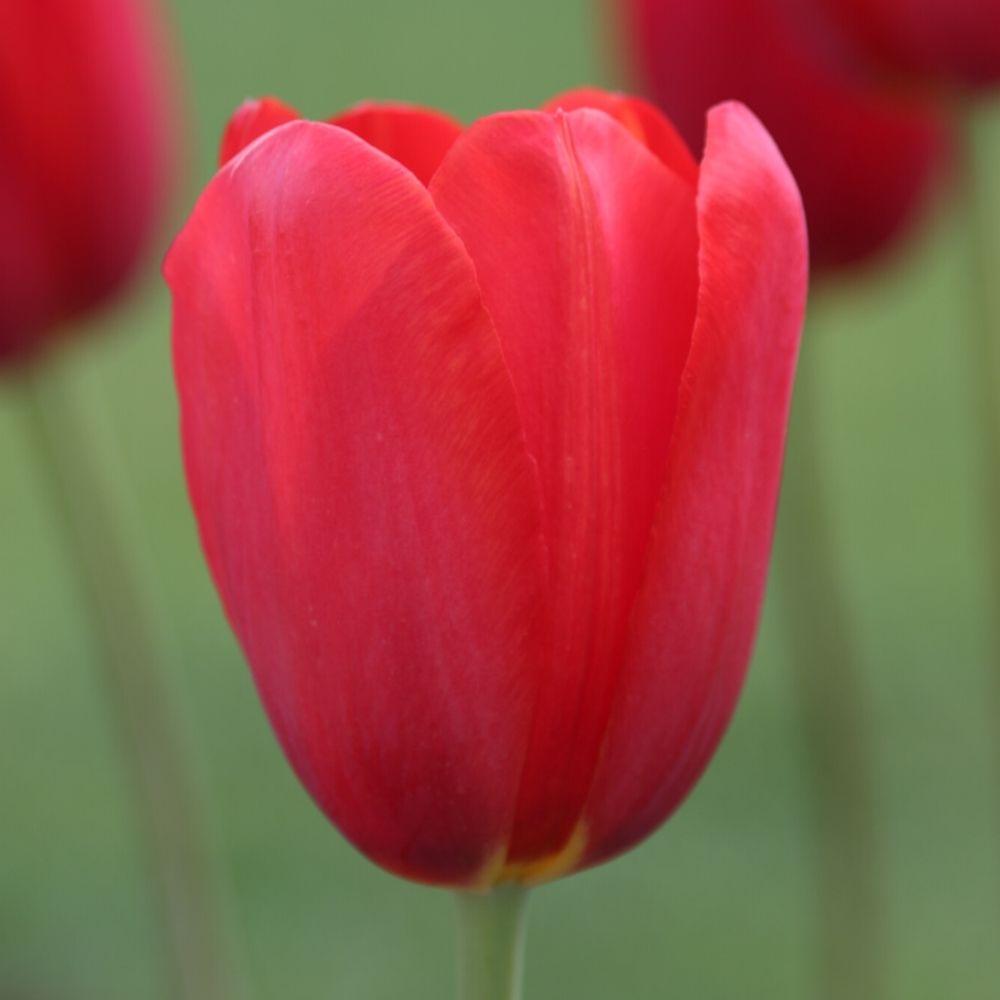 Tulip Sky High Scarlet - Longfield Gardens
