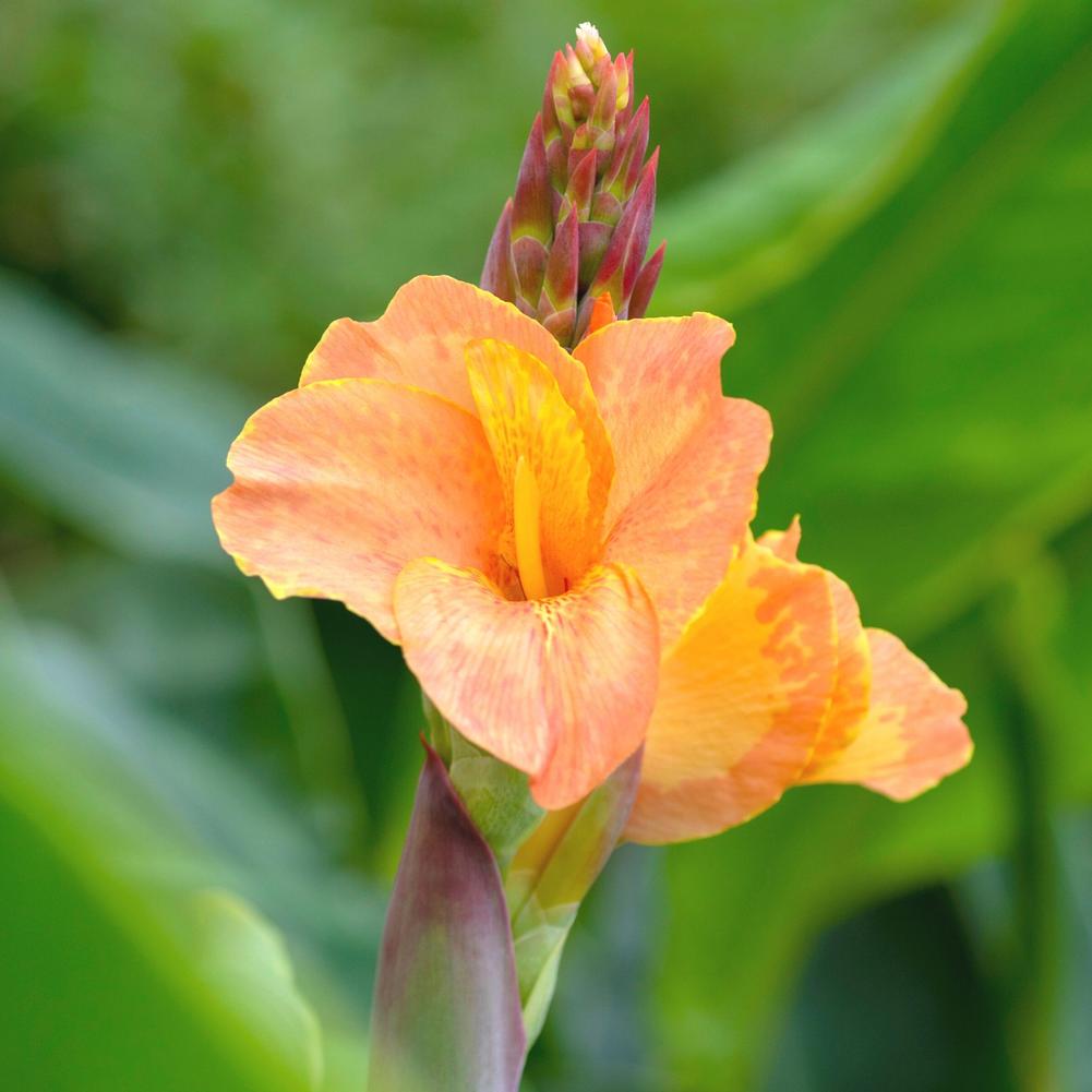 Canna Orange Magic - Longfield Gardens