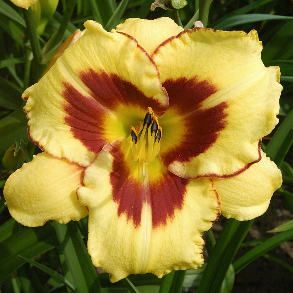 Hemerocallis El Desperado - Longfield Gardens