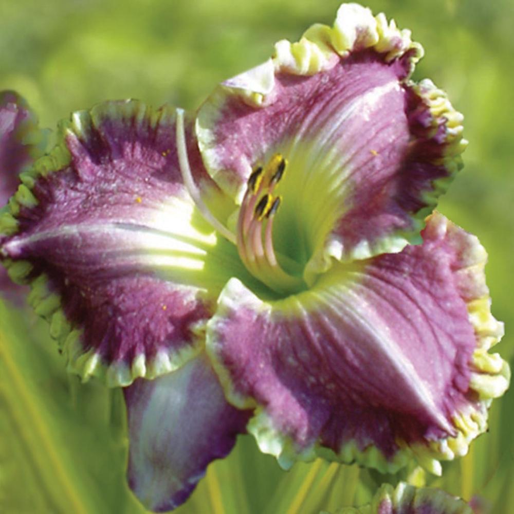 Hemerocallis Bestseller - Longfield Gardens