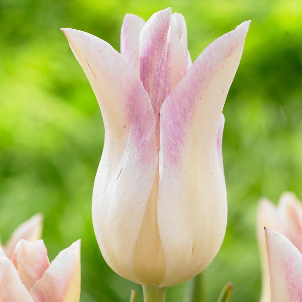 Tulip Elegant Lady - Longfield Gardens