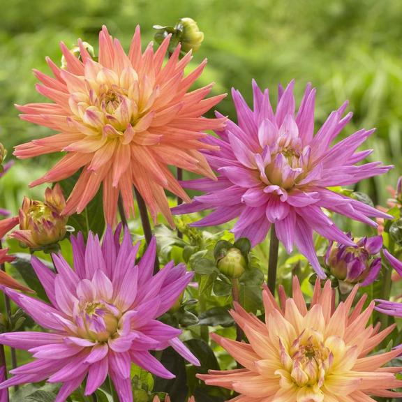 Dahlia Karma Corona/Karma Pink Corona - Longfield Gardens