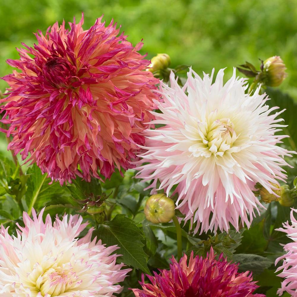 Dahlia Nadia Ruth/Myrtles Folly - Longfield Gardens