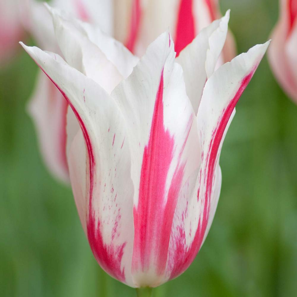 Tulip Marilyn - Longfield Gardens