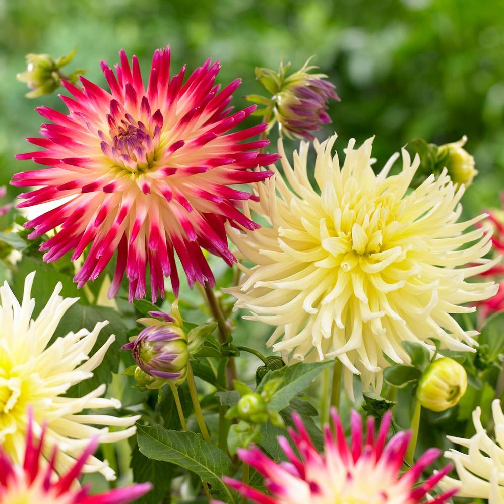 Dahlia Yellow Star/Tahiti Sunrise - Longfield Gardens