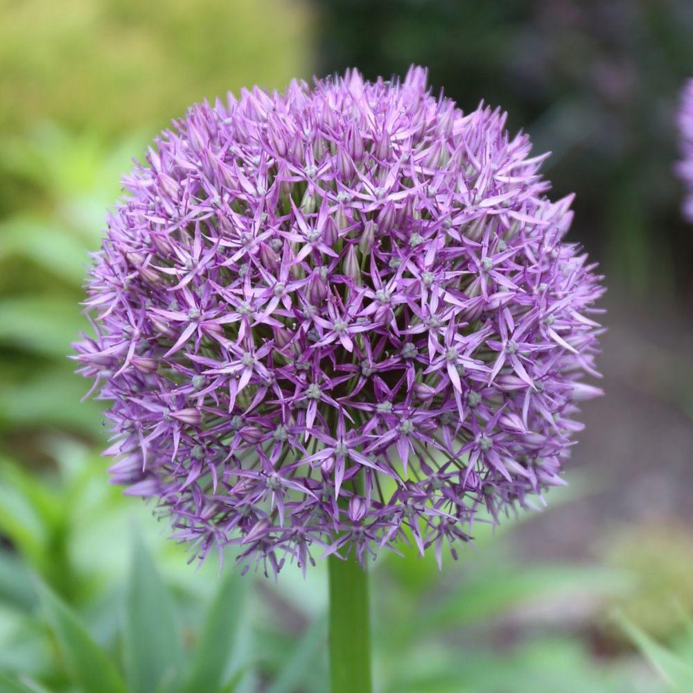 Allium Globemaster - Longfield Gardens