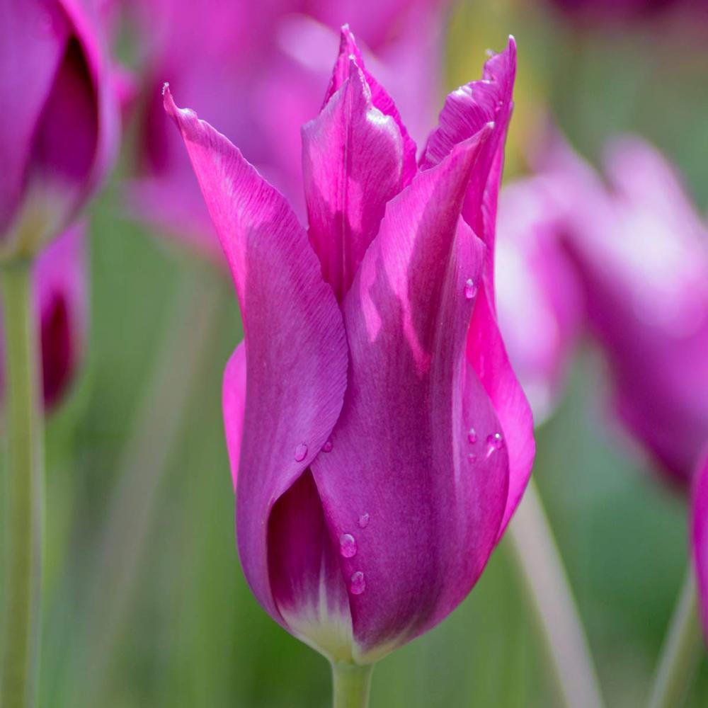 Tulip Purple Dream - Longfield Gardens