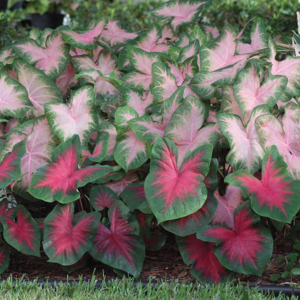 Caladium Florida Cardinal/Kathleen - Longfield Gardens