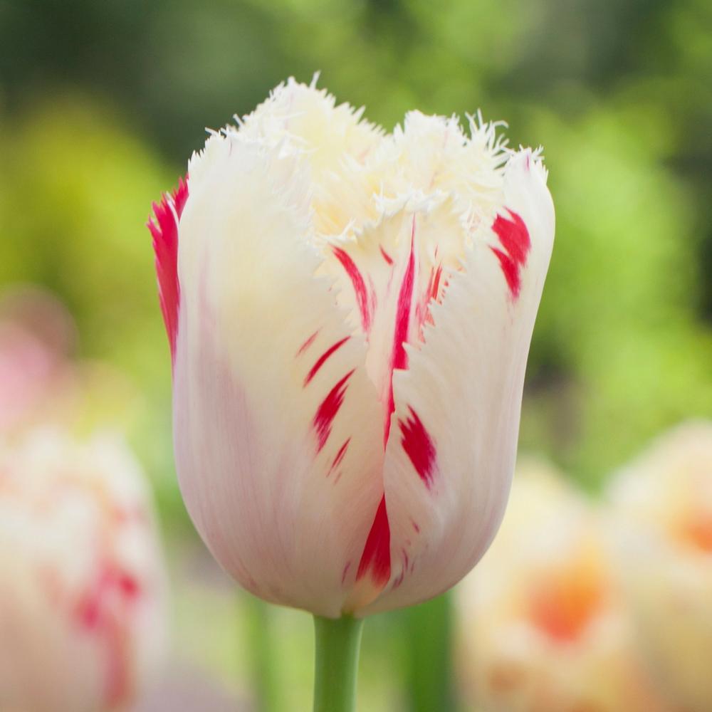 Tulip Carousel - Longfield Gardens