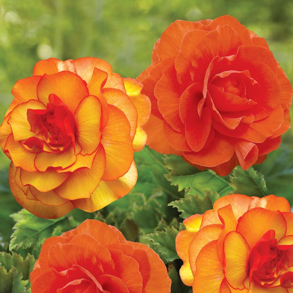 Begonia Roseform Orange/Picotee Yellow - Longfield Gardens