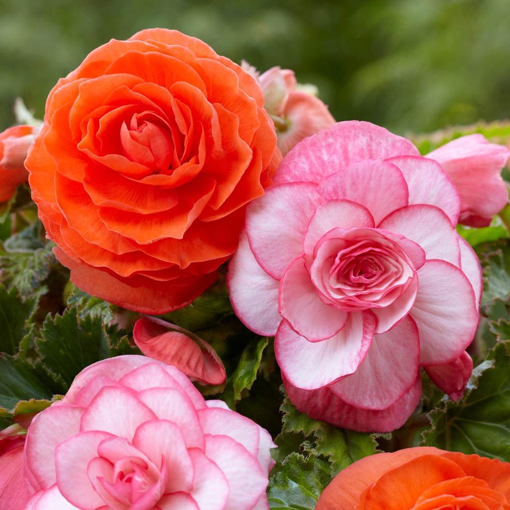 Begonia Roseform Orange/Picotee White - Longfield Gardens