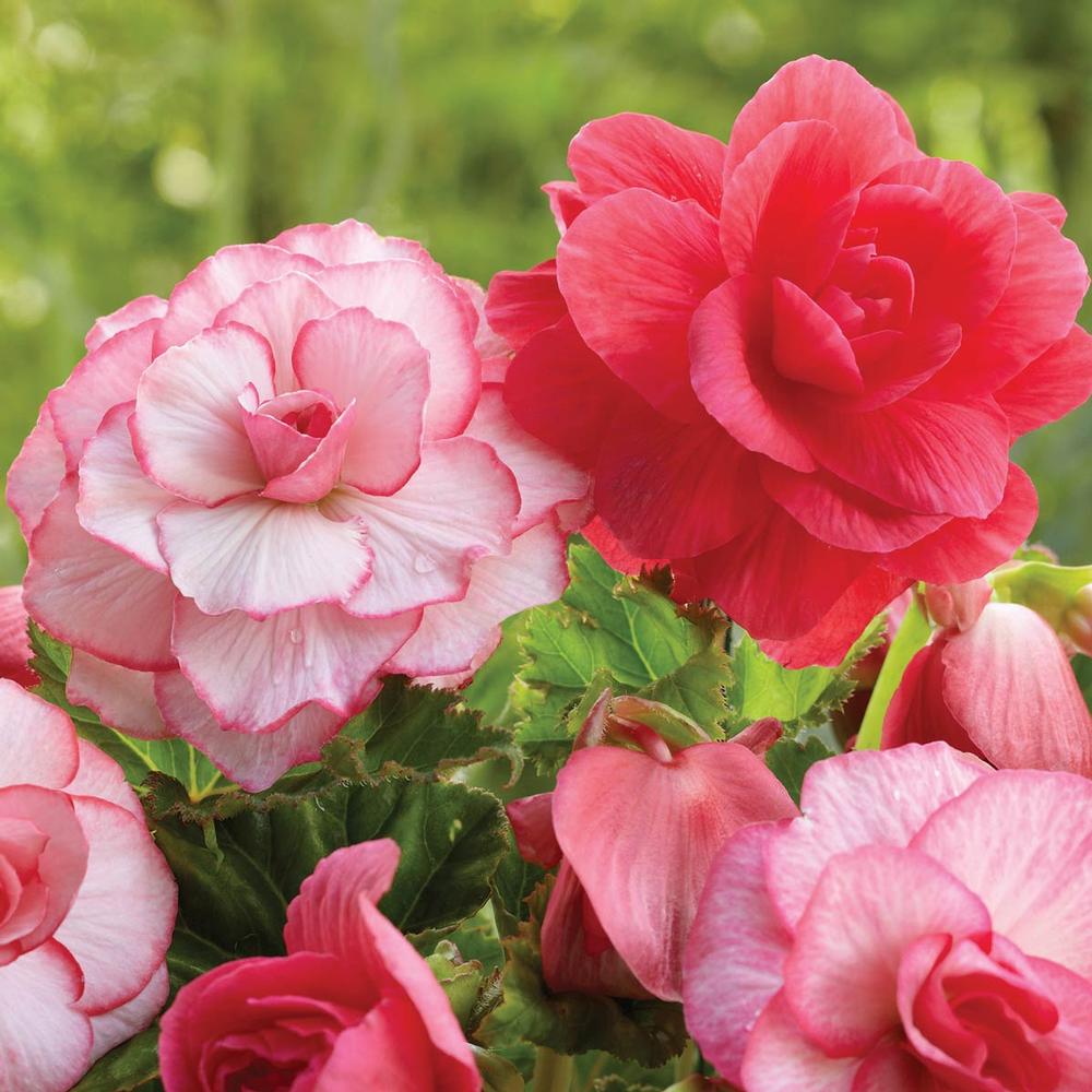 Begonia Roseform Pink/Picotee White - Longfield Gardens