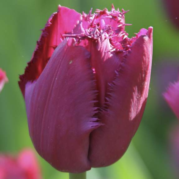 Tulip Curly Sue - Longfield Gardens