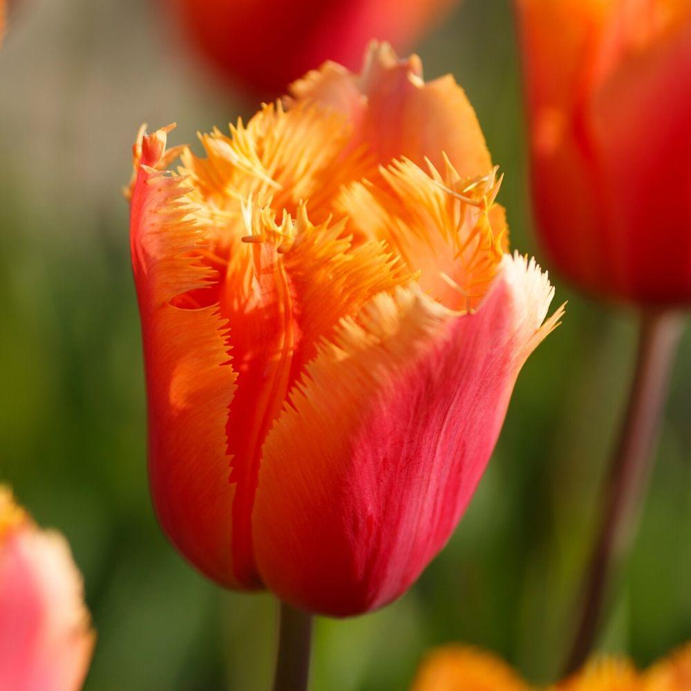 Tulip Lambada - Longfield Gardens