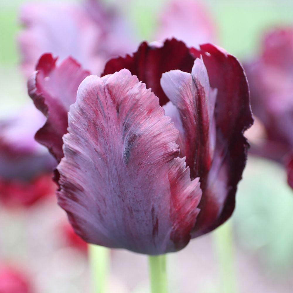 Tulip Black Parrot - Longfield Gardens