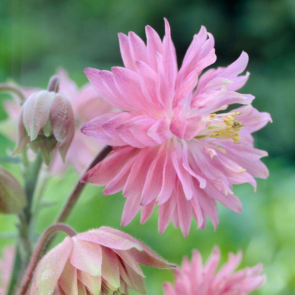 Aquilegia Pink Barlow - Longfield Gardens