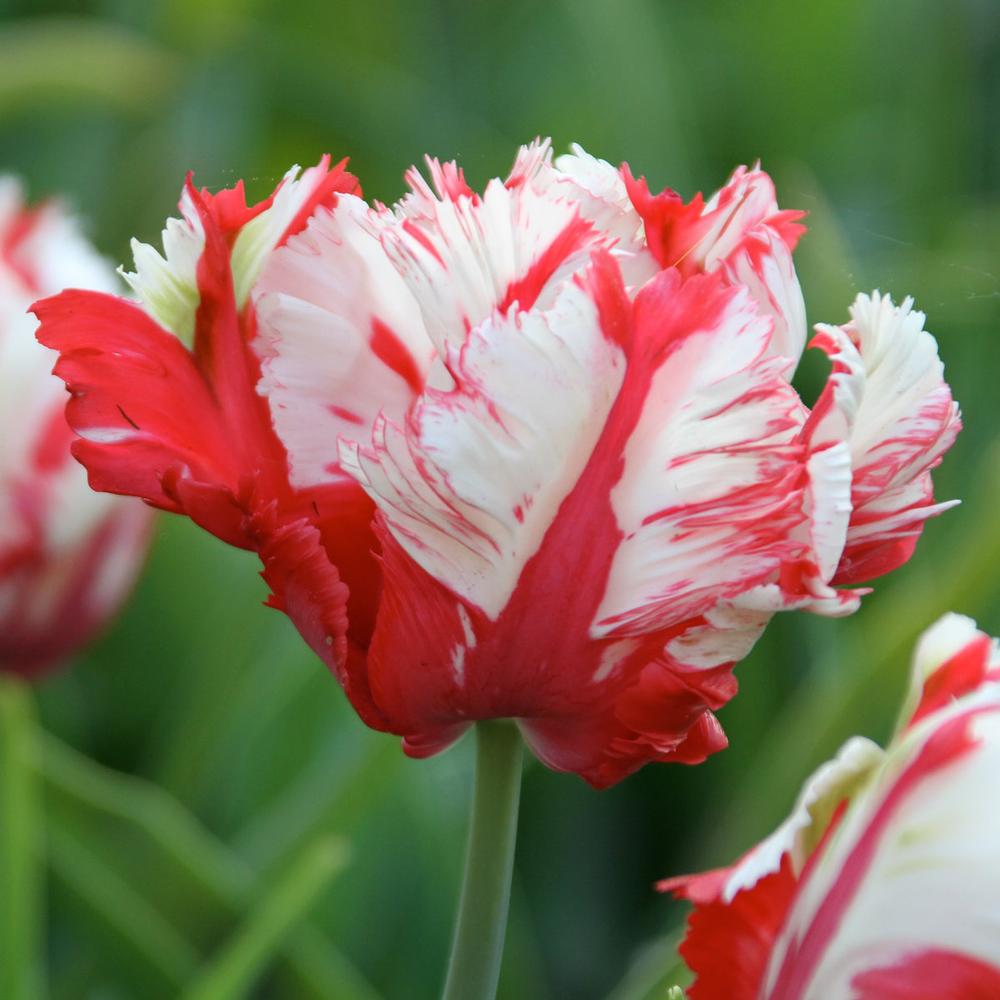 Tulip Estella Rijnveld - Longfield Gardens