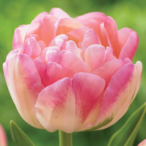 Tulip Crème Upstar - Longfield Gardens