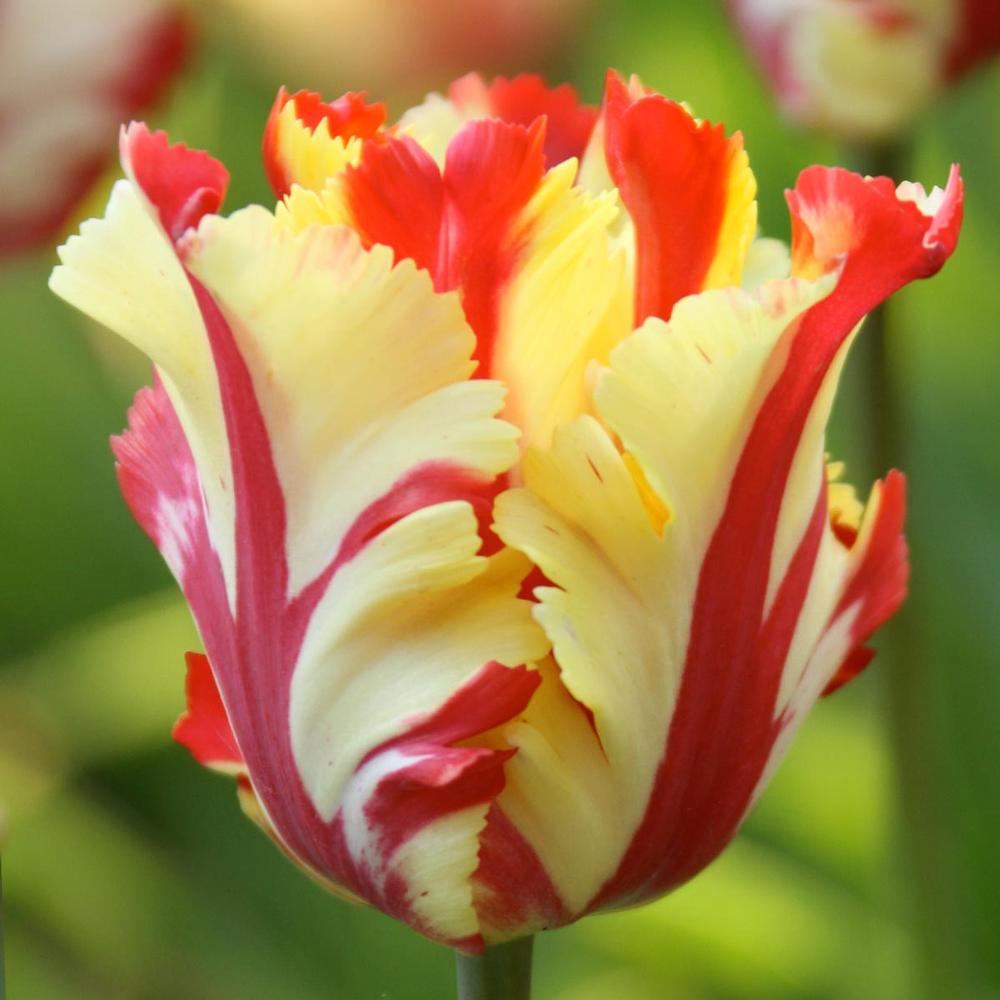 Tulip Texas Flame - Longfield Gardens
