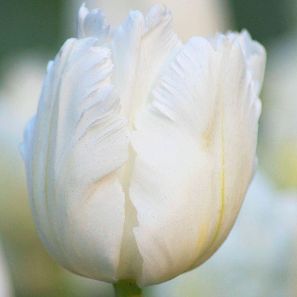 Tulip White Parrot - Longfield Gardens