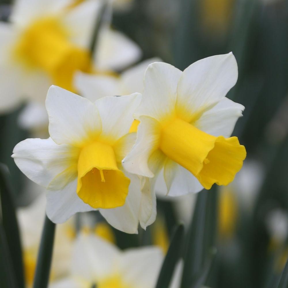 Narcissus Golden Echo - Longfield Gardens