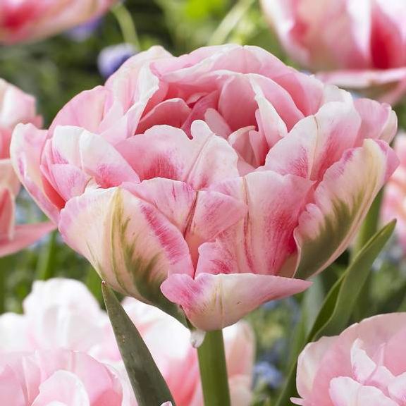 Tulip Finola - Longfield Gardens