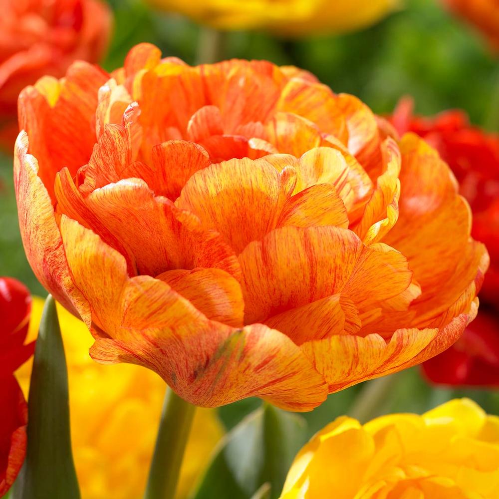 Tulip Sun Lover - Longfield Gardens