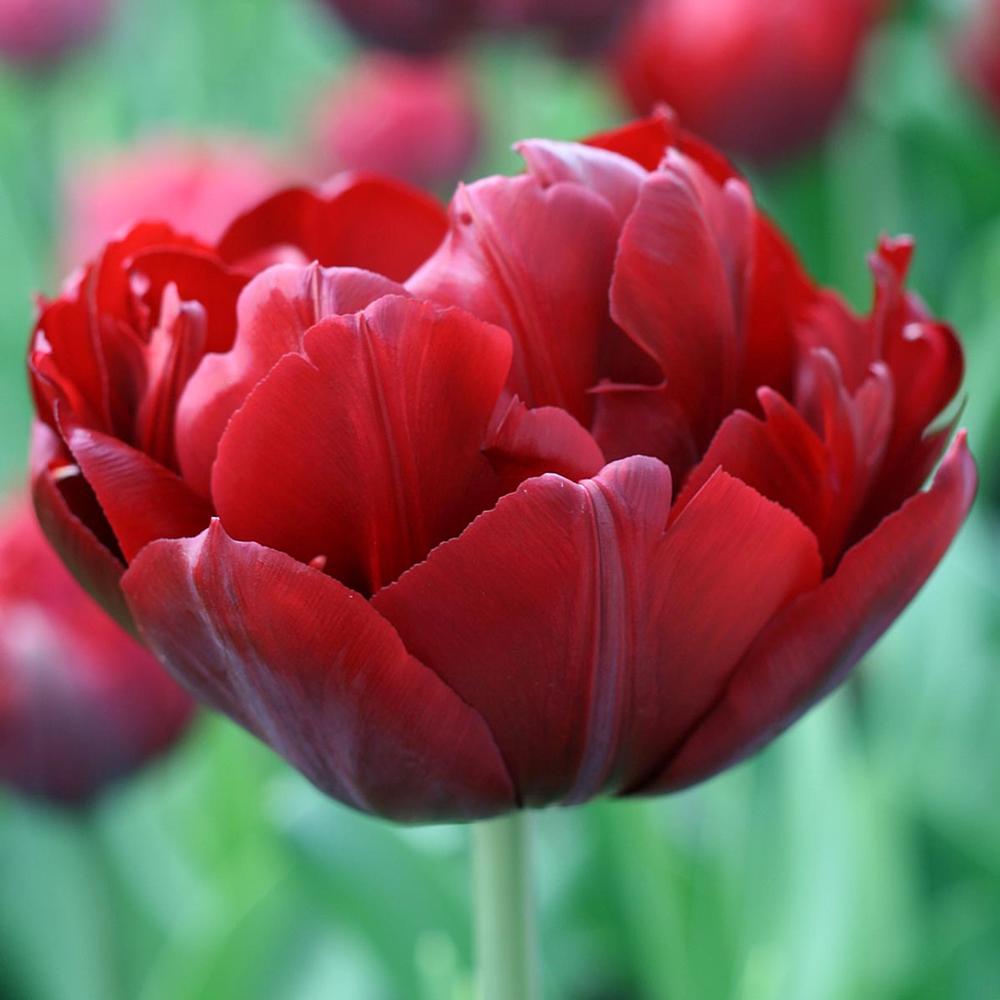 Tulip Midnight Magic - Longfield Gardens