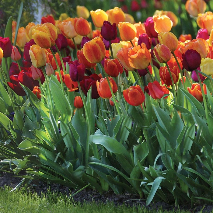 Tulip Brilliant Mix - Longfield Gardens