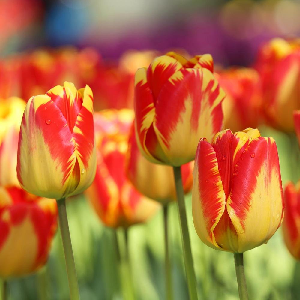 Tulip Banja Luka - Longfield Gardens