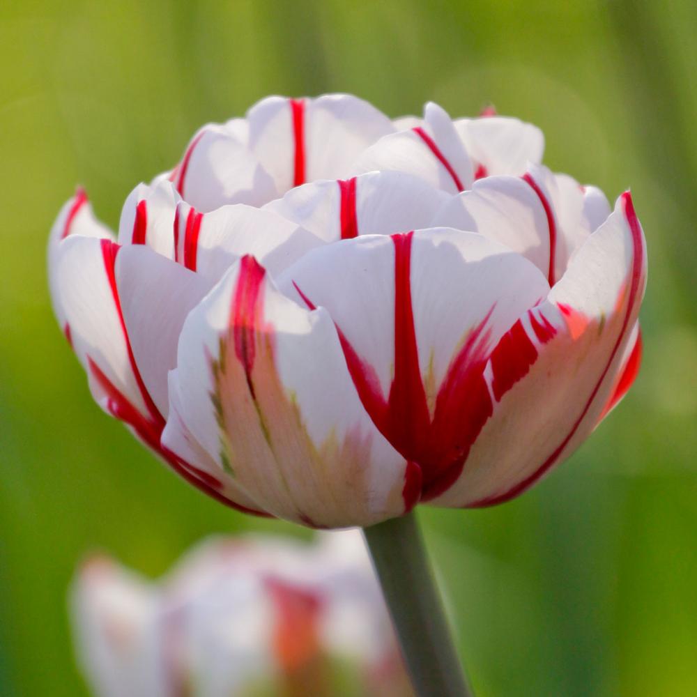 Tulip Carnaval De Nice - Longfield Gardens