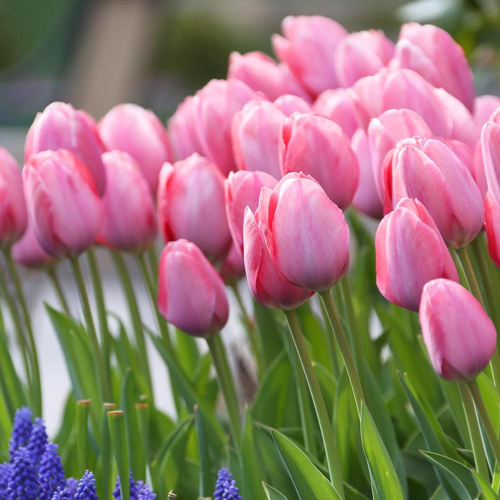 Tulip Mystic van Eijk - Longfield Gardens