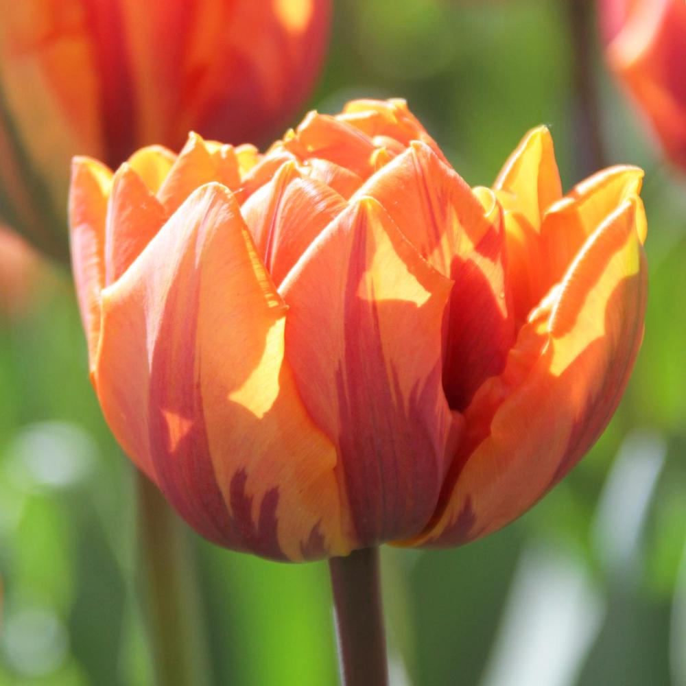 Tulip Orange Princess - Longfield Gardens