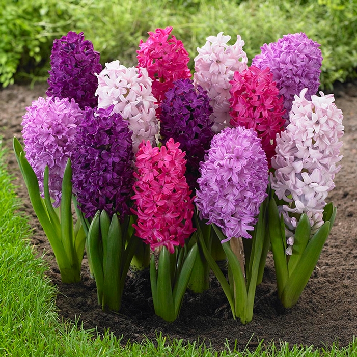 Hyacinth Fierce Mix - Longfield Gardens