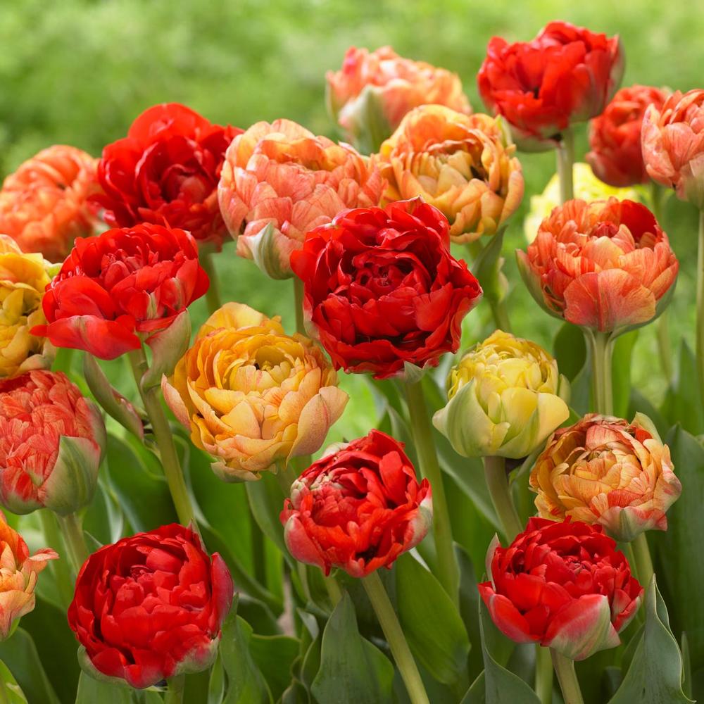Tulip Gudoshnik Double - Longfield Gardens