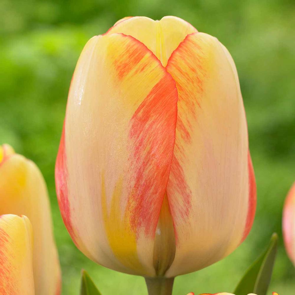 Tulip Beauty of Spring - Longfield Gardens