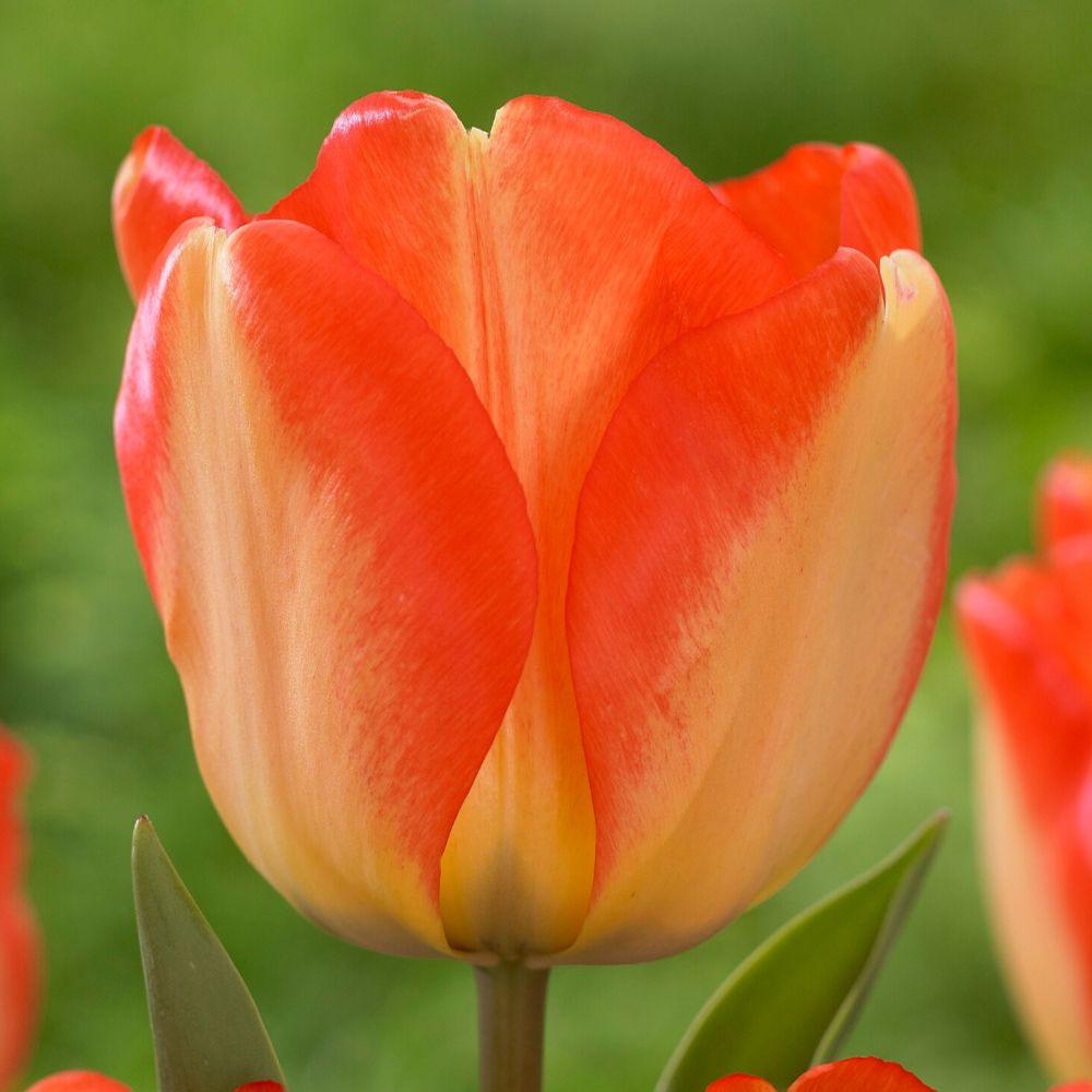 Tulip American Dream - Longfield Gardens