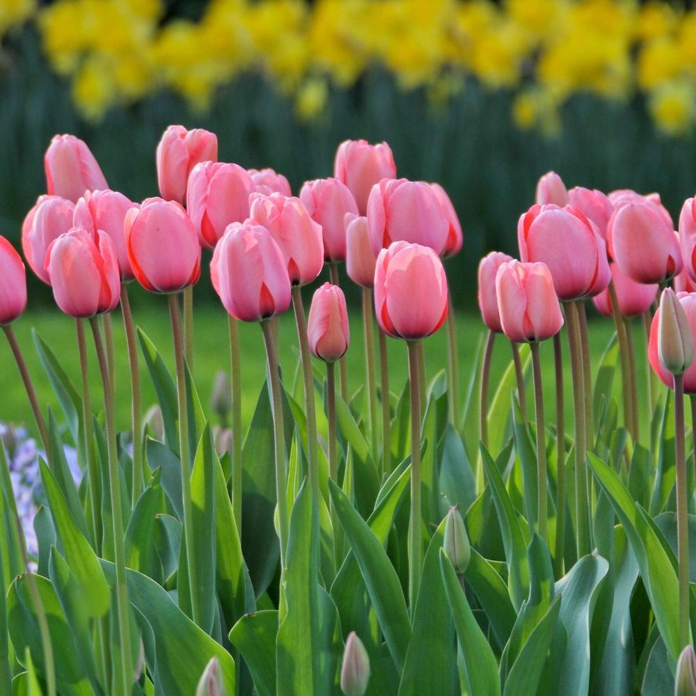 Tulip Pink Impression - Longfield Gardens