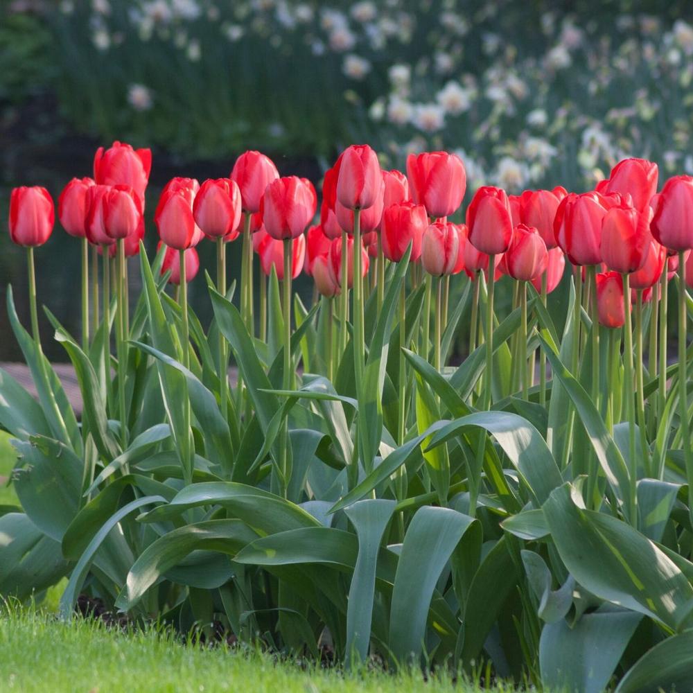 Tulip Red Impression - Longfield Gardens