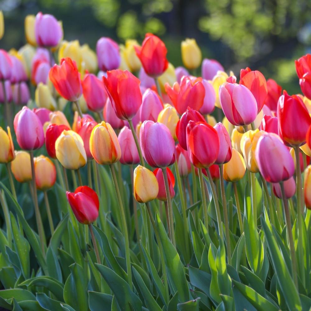 Tulip Darwin Hybrid Mix - Longfield Gardens